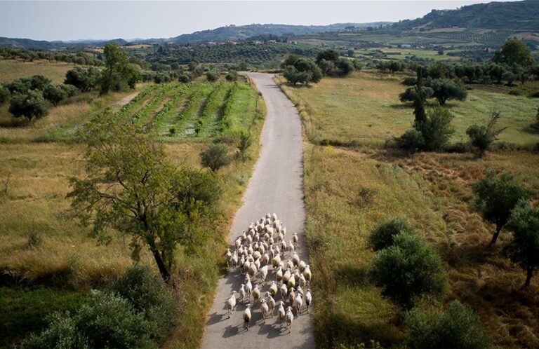 Αποζημιώσεις 1,49 εκατ. ευρώ σε κτηνοτρόφους για ζωικό κεφάλαιο ετών 2019 και 2020