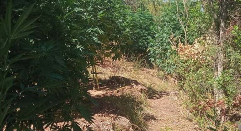 Ανακάλυψαν οργανωμένη φυτεία στην Ανδρίτσαινα – 67 δενδρύλια «ξήλωσαν» οι αστυνομικοί